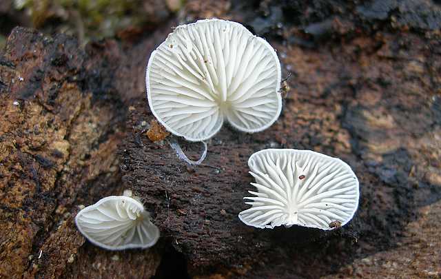 Funghi e vegetazione invasiva
